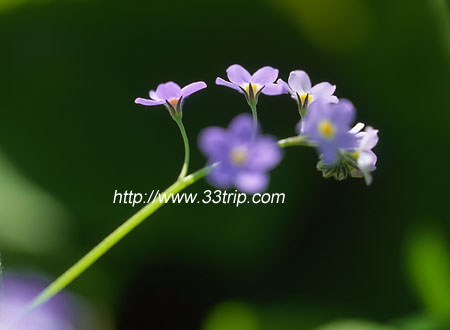 三山岛鲜花盛开