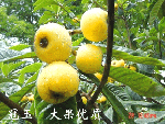 枇杷